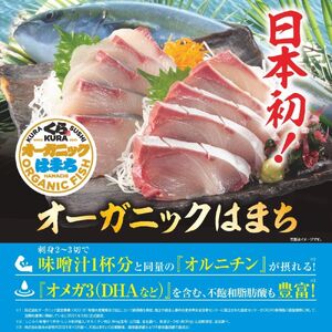 ハマチ 【くら寿司】 オーガニックはまち 1尾 フィレ (カマ付き）※2026年1月上旬～順次発送【kura002A】 