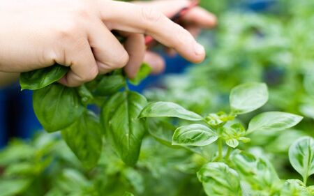 農家だからできる濃厚『無添加　バジルソース』 パック 100ｇ×4袋 バジル　バジルソース ばじる バジル　調味料　パスタ【fmlb044】