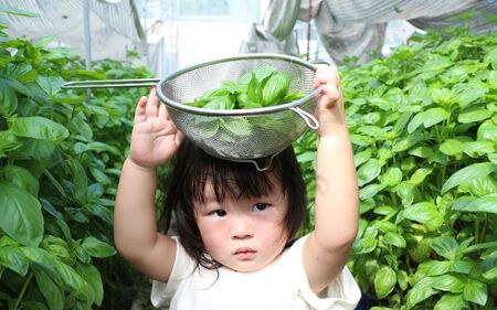 農家だからできる濃厚『無添加　バジルソース』 パック 100ｇ×4袋 バジル　バジルソース ばじる バジル　調味料　パスタ【fmlb044】