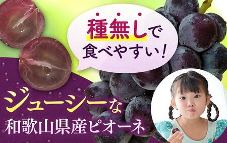 ピオーネ 種なしピオーネ約3kg (4房～7房) ※2026年発送※【tec952B】