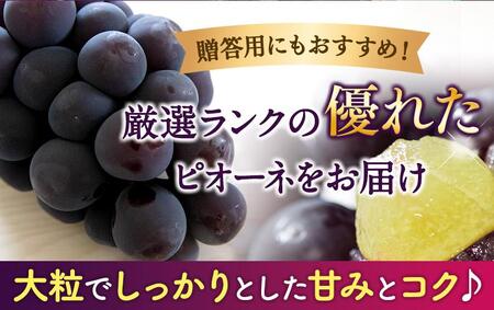ピオーネ 種なしピオーネ約3kg (4房～7房) ※2026年発送※【tec952B】