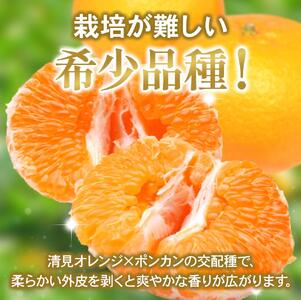 ＜先行予約＞厳選はるみ5kg+250g（傷み補償分）＜2月より発送＞デコポンの姉妹品種 新食感春みかん【ikd194B】