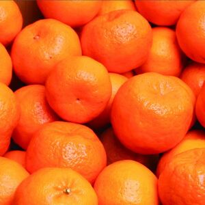 <先行予約>厳選ポンカン2.5kg+250g(傷み補償分)<1月より発送> 光センサー選別 / みかん 果物 くだもの フルーツ 【ikd188A】