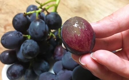 紀州有田産 ブラックオリンピア (ハチミツぶどう) 約2kg　※2026年8月中旬頃〜2026年9月上旬頃発送予定【uot005】