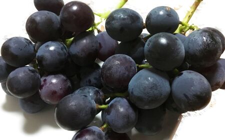 紀州有田産 ブラックオリンピア (ハチミツぶどう) 約2kg　※2026年8月中旬頃〜2026年9月上旬頃発送予定【uot005】