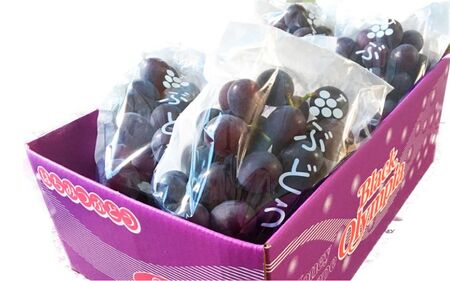 紀州有田産 ブラックオリンピア (ハチミツぶどう) 約2kg　※2026年8月中旬頃〜2026年9月上旬頃発送予定【uot005】