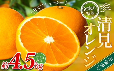 【家庭用】 森本農園の手選別 清見オレンジ 約4.5kg 和歌山県産 サイズ混合 【2026年2月上旬～5月中旬頃に順次発送】 きよみ 清見 柑橘 ご家庭用 期間限定 由良町 果物 フルーツ 和歌山県【mrmt022A】