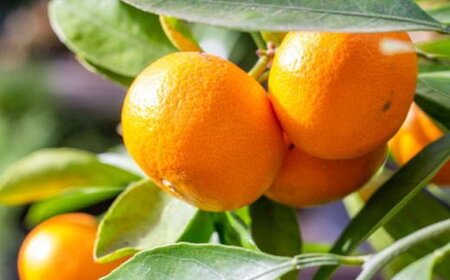 秀品 和歌山 有田みかん 約4kg 2Lサイズ【tec915B】