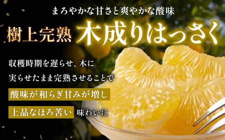 赤秀 木成りはっさく10kg 高級 ※2026年3月初旬頃～発送【jahd006】