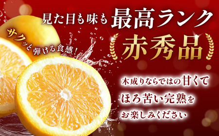 赤秀 木成りはっさく10kg 高級 ※2026年3月初旬頃～発送【jahd006】