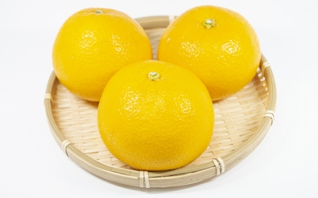 【来シーズン先行予約】樹上完熟さつき八朔　和歌山 由良産　秀品  10kg　贈答用 ※2026年4月頃に順次発送予定 / はっさく 柑橘 フルーツ 果物 くだもの 食品 人気 おすすめ 送料無料 由良町 【ksmt002】 