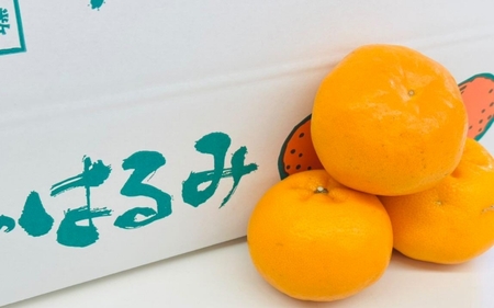 【来シーズン先行予約】はるみ 和歌山みかん 秀品 Lサイズ 20個入り 贈答用 ※2026年1月中旬頃に順次発送予定 / はるみ 柑橘 贈り物 フルーツ 果物 くだもの 食品 人気 おすすめ 送料無料 由良町【ksmt014】 