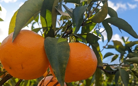 【来シーズン先行予約】はるみ 和歌山みかん 秀品 2Lサイズ 18個入り 贈答用 ※2026年1月中旬頃に順次発送予定 / はるみ 柑橘 贈り物 フルーツ 果物 くだもの 食品 人気 おすすめ 送料無料 由良町【ksmt015】 