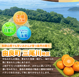 はるみ みかん 約10kg S～4Lサイズ混合 はるみ【nktn013】 