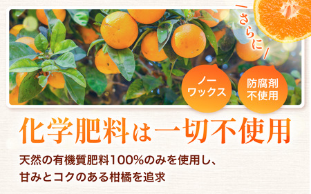 訳あり　有田みかん 約7.5kg  サイズ混合 ※2025年11月中旬より順次発送予定（お届け日指定不可）※北海道・沖縄・離島への配送不可 【nuk157C】 