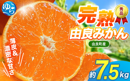 【先行予約】薄皮で濃い甘さ！完熟由良みかん【秀】7.5kg×1箱（混サイズ）和歌山県由良産※2025年11月下旬頃から順次発送予定(お届け日指定不可) / 柑橘 ミカン 蜜柑 甘い 由良町 フルーツ 果物 くだもの 食品 人気 おすすめ 産地直送 由良町【ktym009】