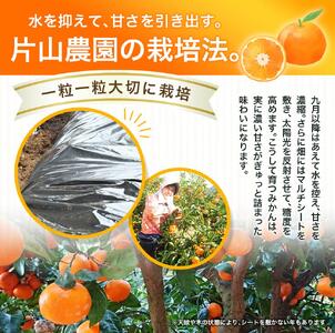 【先行予約】薄皮で濃い甘さ！完熟由良みかん【秀】7.5kg×1箱（混サイズ）和歌山県由良産※2025年11月下旬頃から順次発送予定(お届け日指定不可) / 柑橘 ミカン 蜜柑 甘い 由良町 フルーツ 果物 くだもの 食品 人気 おすすめ 産地直送 由良町【ktym009】