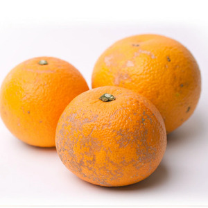 ＜先行予約＞家庭用はっさく1kg+250g（傷み補償分）＜１月より発送＞【ikd223】