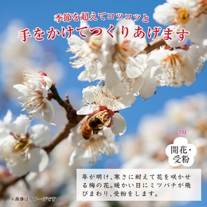 紀州南高梅つぶれ梅 はちみつ漬 400g×4パック (塩分8%) / ウメ 梅 うめ 梅干し 南高梅 紀州南高梅 和歌山 はちみつ梅 つぶれ梅 【azky007A】