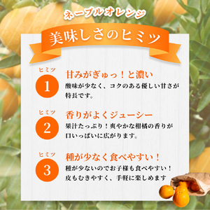 【訳あり】 森本農園の手選別 ネーブルオレンジ 約2kg 和歌山県産 サイズ混合 【2026年1月上旬~2月中旬頃に順次発送】【mrmt018】
