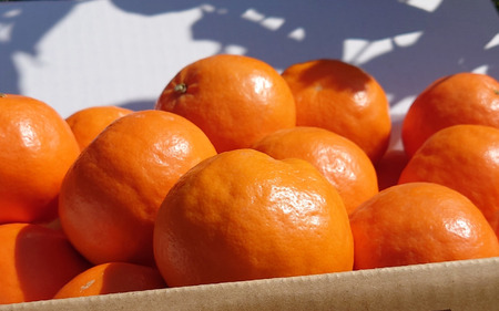 【来シーズン先行予約】セミノール 4kg ※2026年4月上中旬~順次発送 / みかん 晩柑 人気 柑橘 スマイルカット 蜜柑 フルーツ 果物 くだもの 食品 人気 おすすめ 送料無料 産地直送 和歌山県 由良町【kzmn024】