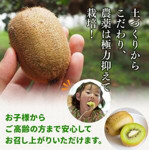 ＜11月より発送＞家庭用 キウイフルーツ1kg+250g（傷み補償分）【訳あり・扁平果】【ikd037D】