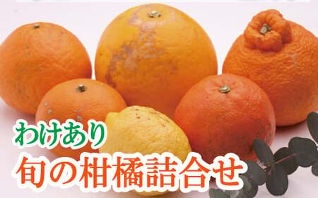 ＜1月より発送＞家庭用 柑橘詰合せ 10kg+250g（傷み補償分）【訳あり・わけあり】【有田の春みかん詰め合わせ・フルーツ詰め合せ・オレンジつめあわせ】【光センサー選別】/ くだもの 果物 フルーツ オレンジ 柑橘 和歌山【ikd240】