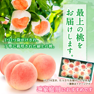 桃 訳あり 白鳳 和歌山県産 11～16玉入り※2026年6月下旬～発送【mtgn046B】