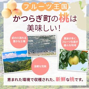 桃 和歌山県産 清水白桃 5～8玉入り 秀品※2026年7月中旬～発送【mtgn065A】