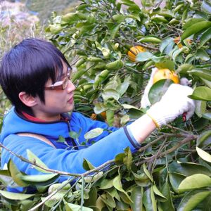 訳あり ゆら みかん (温州みかん) 5kg【fmlb089-1】 