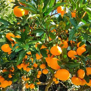 訳あり ゆら みかん (温州みかん) 5kg【fmlb089-1】 