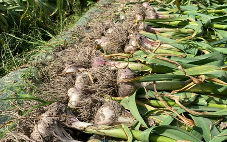 秀品 由良の生にんにく 500g  ※2026年4月下旬より順次発送【ksnw003】 