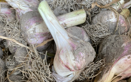 秀品 由良の生にんにく 1.5kg※2026年4月下旬より順次発送【ksnw005】