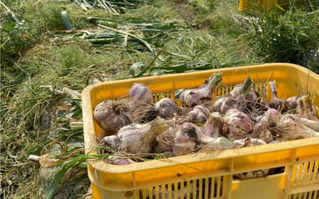 秀品 由良の生にんにく 1.5kg※2026年4月下旬より順次発送【ksnw005】