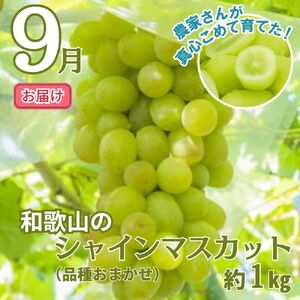 フルーツ定期便 全3回 和歌山の夏の人気フルーツ/ 桃・梨・シャインマスカット【tkb429】