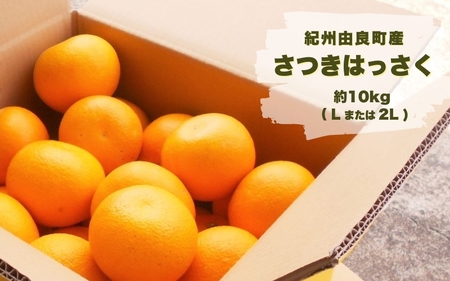 ふるさと納税 みかん レモン 柑橘類 のおすすめ返礼品 高還元率商品など 7ページ目 ふるさと納税 みかん レモン 柑橘類 のおすすめ返礼品 高還元率商品など 7ページ目