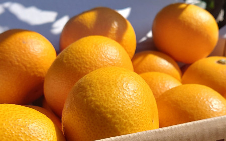 はっさく さつき八朔 8kg 3月下旬発送【kzmn001】