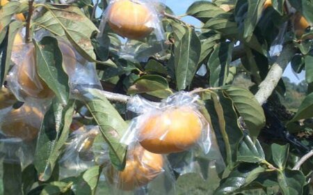 【希少】紀の川柿約1.8～2kg（種無し）秀選品【2026年10月上旬～2026年11月中旬頃に順次発送いたします。】【tec405B】