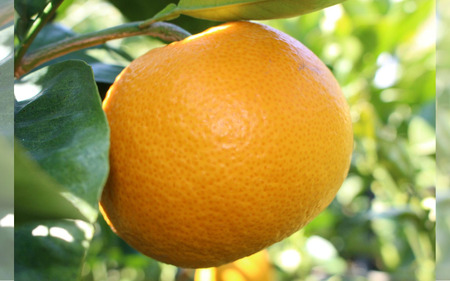 はっさく さつき八朔 完熟 4kg 【kzmn002】