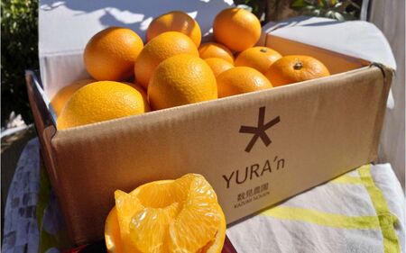 はっさく さつき八朔 完熟 4kg 【kzmn002】