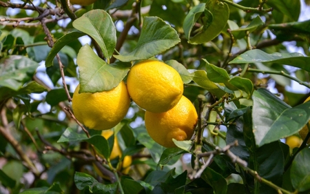 和歌山県産レモン果汁（ストレート・果汁100%）180ml×6本 /レモン レモン レモン 調味料  檸檬 ﾚﾓﾝ ﾚﾓﾝ ﾚﾓﾝ 和歌山県 由良町 果汁 夏【uttn009】