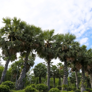 国産シダ箒　短柄【fkms004】