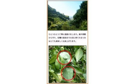 初夏のみかん なつみ3kg【2025年4月中旬以降発送】【先行予約】【UT56】【uot753A】