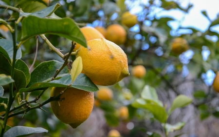 和歌山県産レモン果汁（ストレート・果汁100%）180ml×3本【uttn011】