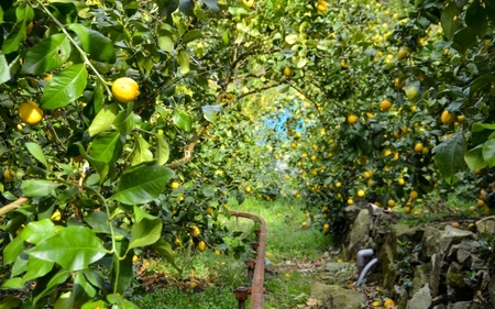 和歌山県産レモン果汁（ストレート・果汁100%）180ml×3本【uttn011】