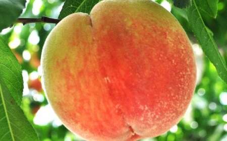 フルーツ王国 和歌山 の 桃 約2kg [2026年6月中旬から7月下旬発送] 【ard048D】