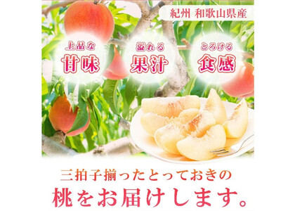 紀州和歌山産の 桃 15玉 化粧箱入 【2026年6月下旬より順次発送】【UT97】【uot780A】
