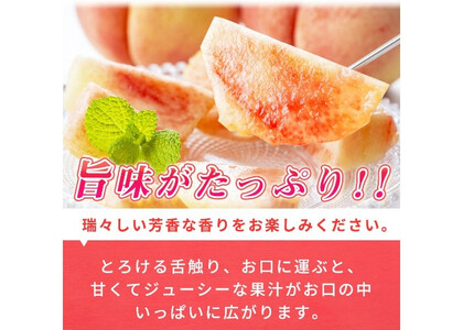 紀州和歌山産の 桃 15玉 化粧箱入 【2026年6月下旬より順次発送】【UT97】【uot780A】