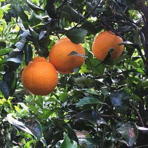 有田育ちの濃厚不知火(ご家庭用) 約5kg［先行予約］［MS41］