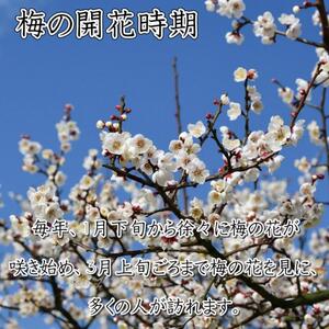 梅干 いなみの里梅園　白干梅1.5kg　塩分約15％【和歌山産】紀州南高梅　印南町